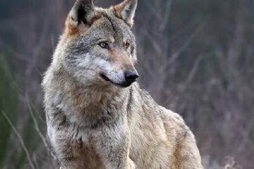 &quot; HO VISTO UN LUPO!&quot; - AVVELENAMENTO e UNITA&#39; CINOFILE ANTIVELENO.